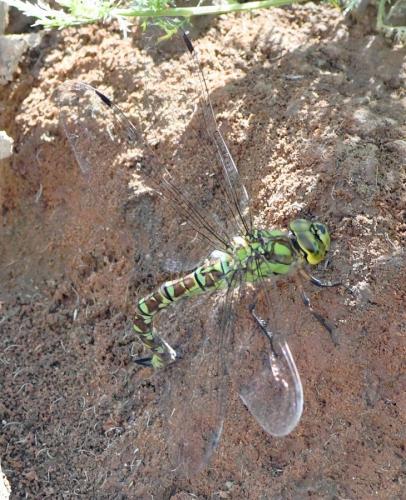 Aeshna cyanea